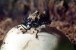 Pleasing Fungus Beetle, (Cypherotylus californicus), OEEV02P04_18