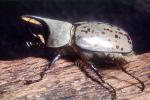 Grant's Hercules Beetle, (Dynastes granti), Scarabaeidae, Dynastinae, horn, OEEV02P05_01