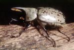 Grant's Hercules Beetle, (Dynastes granti), Scarabaeidae, Dynastinae, horn, OEEV02P05_02