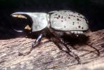 Grant's Hercules Beetle, (Dynastes granti), Scarabaeidae, Dynastinae, horn, OEEV02P05_03