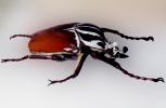 African Goliath Beetle, (Goliathus giganteus), Scarabaeidae, Cetoniinae, OEEV02P05_06