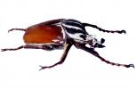 African Goliath Beetle photo-object, cutout, (Goliathus giganteus), Scarabaeidae, Cetoniinae