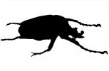 African Goliath Beetle silhouette, shape, (Goliathus giganteus), Scarabaeidae, Cetoniinae