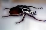 African Goliath Beetle, (Goliathus giganteus), Scarabaeidae, Cetoniinae, OEEV02P05_07