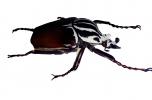 African Goliath Beetle, (Goliathus giganteus), Scarabaeidae, Cetoniinae, photo-object, object, cut-out, cutout, OEEV02P05_07F