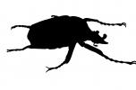 African Goliath Beetle Silhouette, (Goliathus giganteus), Scarabaeidae, Cetoniinae, logo, shape, OEEV02P05_07M