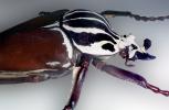 African Goliath Beetle, (Goliathus giganteus), Scarabaeidae, Cetoniinae, OEEV02P05_08