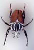 African Goliath Beetle, (Goliathus giganteus), Scarabaeidae, Cetoniinae, OEEV02P05_10