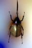 Hercules Beetle, (Dynastes hercules), Scarabaeidae, Dynastinae, horns, OEEV02P05_11