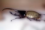 Hercules Beetle, (Dynastes hercules), Scarabaeidae, Dynastinae, horns, OEEV02P05_12