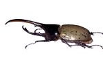 Hercules Beetle, (Dynastes hercules), Scarabaeidae, Dynastinae, horns, photo-object, object, cut-out, cutout, OEEV02P05_12F