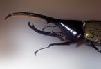Hercules Beetle, (Dynastes hercules), Scarabaeidae, Dynastinae, horns, OEEV02P05_14