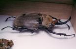 Elephant Beetle, (Megasoma elephas), Scarabaeidae, Dynastinae, OEEV02P05_15