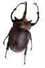 Elephant Beetle, (Megasoma elephas), Scarabaeidae, Dynastinae, horn, photo-object, object, cut-out, cutout, OEEV02P05_17F