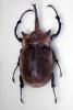 Elephant Beetle, (Megasoma elephas), Scarabaeidae, Dynastinae, horn, OEEV02P05_18