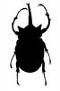 Elephant Beetle, (Megasoma elephas), Scarabaeidae, Dynastinae, horn, logo, OEEV02P05_18M