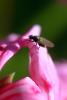 Fly on a Flower, OEFD01_006