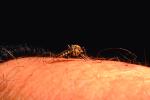 Mosquito, BIG and BAD and Thirsty, Human Skin Texture, Hair, Alaska, OEFV01P12_07.0894