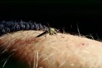 Mosquito, BIG and BAD and Thirsty, Human Skin Texture, Hair, Alaska, OEFV01P12_08