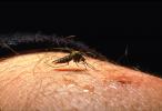 Mosquito, BIG and BAD and Thirsty, Human Skin Texture, Hair, Alaska, OEFV01P12_09.3334