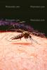 Mosquito, BIG and BAD and Thirsty, Human Skin Texture, Hair, Alaska, OEFV01P12_09B
