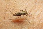 Mosquito, BIG and BAD and Thirsty, Human Skin Texture, Hair, Alaska, OEFV01P12_10B.0145