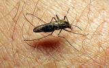 Mosquito, BIG and BAD and Thirsty, Human Skin Texture, Hair, Alaska, OEFV01P12_10B