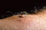 Mosquito, BIG and BAD and Thirsty, Human Skin Texture, Hair, Alaska, OEFV01P12_13.3334