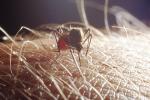 Mosquito, BIG and BAD and Thirsty, full with human blood, Skin Texture, Hair, Alaska, OEFV01P12_15B