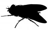 Fly silhouette, logo, shape
