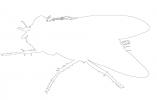 Fly outline, line drawing, shape