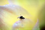 Mating Flies, Flower Petal, OEFV02P01_13B