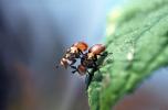Mating Flies, Procreating, humping, Leaf, Wings, OEFV02P02_02