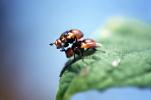 Mating Flies, Procreating, humping, Leaf, Wings, OEFV02P02_03