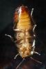 Madagascar Hissing Cockroach, (Gromphadorhina portentosa), Blattaria, Blattidae, OEGD01_012