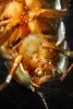 Madagascar Hissing Cockroach, (Gromphadorhina portentosa), Blattaria, Blattidae, OEGD01_013