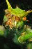 Thorny Phasmid, (Heteropteryx dilatata), Phasmatodea, Leaf Insect, OEGD01_015