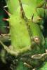 Thorny Phasmid, (Heteropteryx dilatata), Phasmatodea, Leaf Insect, OEGD01_018