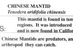 Chinese Mantid, (Tenodera aridifolia chinensis), Mantis, Mantodea, Mantidae, OEGD01_115