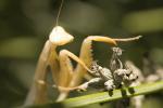 Praying Mantis, Sonoma County, Mantodea, Neoptera, Dictyoptera, OEGD01_116