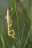 Praying Mantis, Sonoma County, Mantodea, Neoptera, Dictyoptera, Biomimicry, OEGD01_118