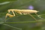 Praying Mantis, Sonoma County, Mantodea, Neoptera, Dictyoptera, Biomimicry, OEGD01_119