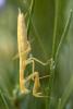 Praying Mantis, Sonoma County, Mantodea, Neoptera, Dictyoptera, Biomimicry, OEGD01_120