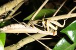 Praying Mantis, Mantodea, Neoptera, Dictyoptera
