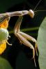 Praying Mantis, Sonoma County, Mantodea, Neoptera, Dictyoptera