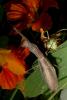 Praying Mantis, Sonoma County, Mantodea, Neoptera, Dictyoptera, Biomimicry, OEGD01_130