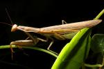 Praying Mantis, Sonoma County, Mantodea, Neoptera, Dictyoptera, Biomimicry, OEGD01_135