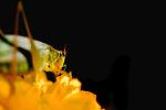 Grasshopper on a Flower, OEGV01P01_01.0893