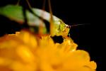 Grasshopper on a Flower, OEGV01P01_07.0893