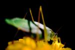 Grasshopper on a Flower, OEGV01P01_08.3334